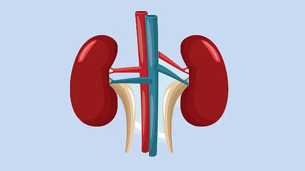 Kidney