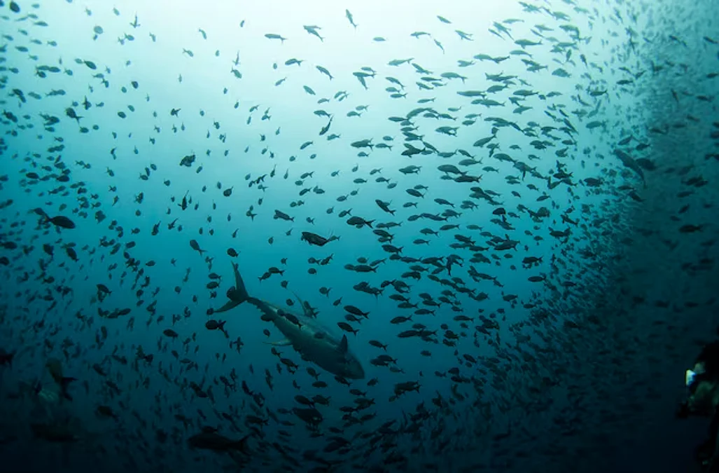Sea.water_