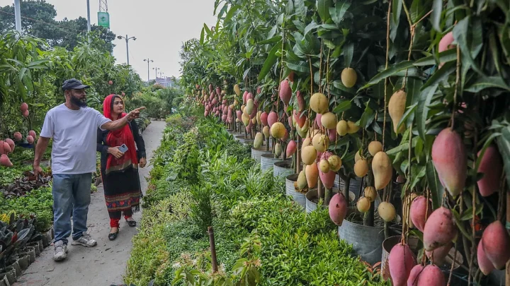ঢাকার মাসব্যাপী বৃক্ষমেলায় কত চারা বিক্রি, কত আয়