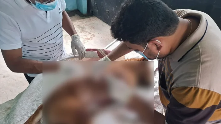 শাবলের আঘাতে কুকুর হত্যার পর বললেন, ‘আরও দুইটা আছে, সেগুলোও মারব’