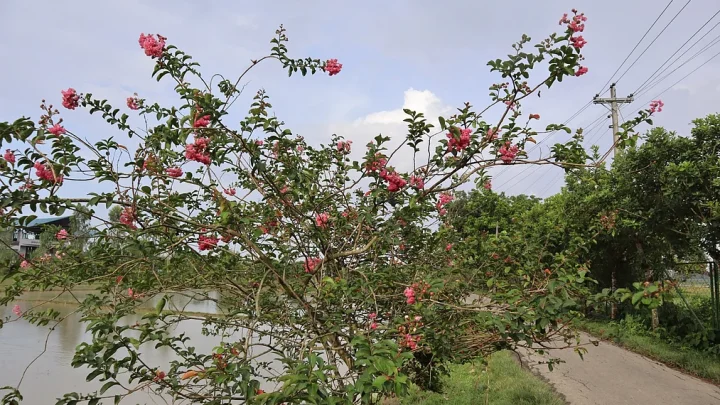 সবুজ মাঠের বুকে ‘ফুলের সড়ক’