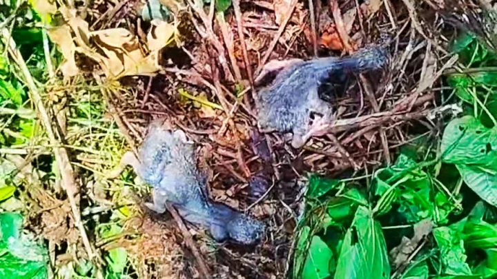 ‘পাখি কলোনি’তে গাছ কেটে বাসা-ডিম নষ্টের মামলায় একজন গ্রেপ্তার