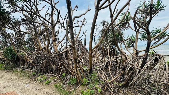 সেন্ট মার্টিনে রাতের অন্ধকারে কেয়াবন ধ্বংস করছে কারা