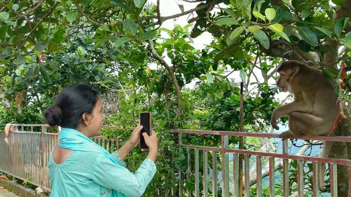 ছবি তোলার বিনিময়ে বানরদের দিতে হয় ফল
