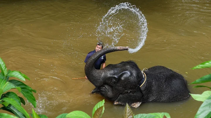হাতির শুঁড়কে প্রকৃতির বিস্ময় বলা হয় কেন