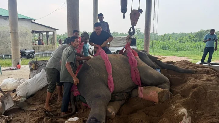 গাজীপুর সাফারি পার্কে ‘রাজু বাহাদুর’সহ মারা গেল দুটি হাতি