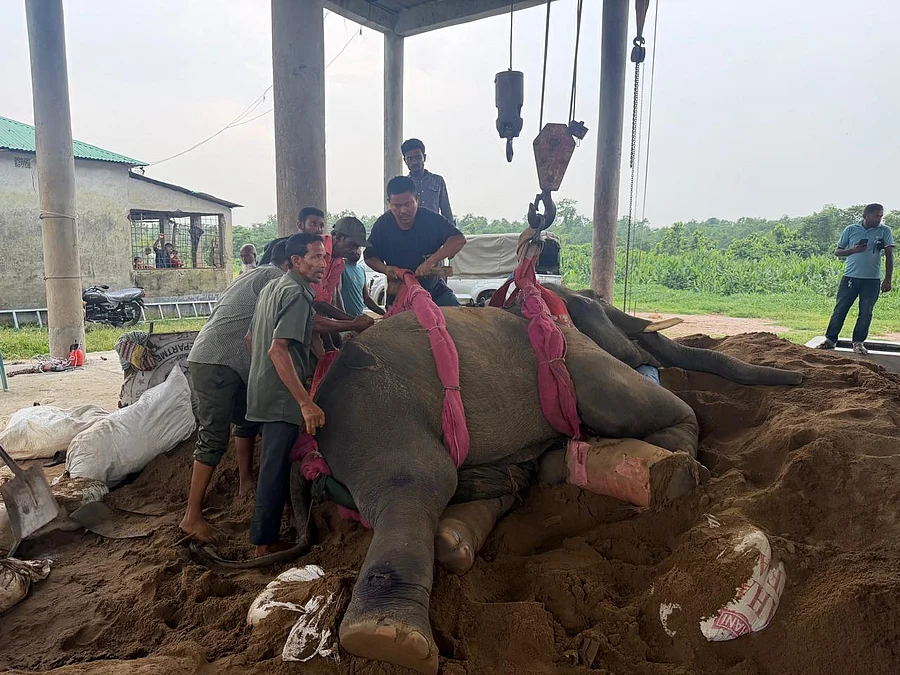 gazipurdh071620260812sreepur-elephant-2