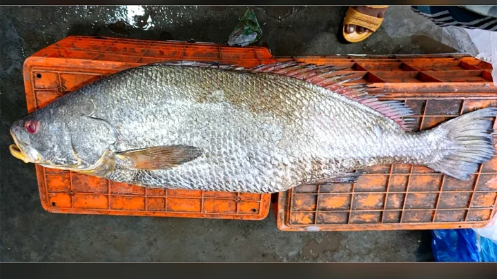 বাগেরহাটে ধরা পড়ল সাড়ে ২২ কেজির ভোল মাছ, বিক্রি হলো কত টাকায়
