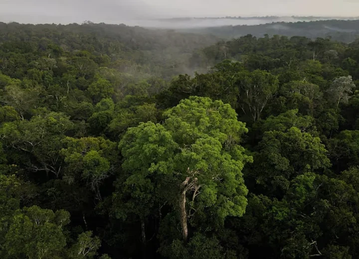 Forest.Reuters