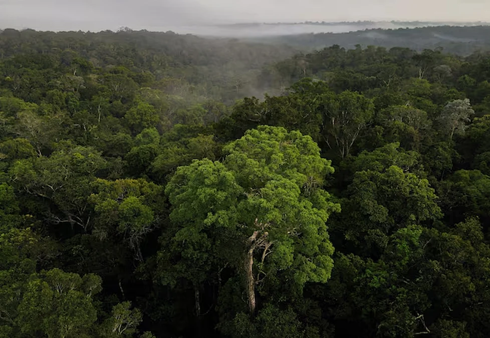 Forest.Reuters
